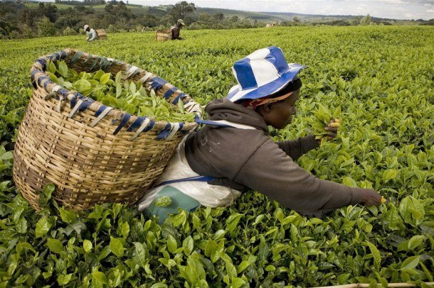 Tea production falls